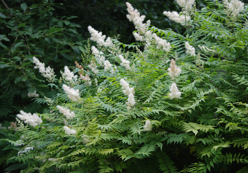 Image of Sorbaria sorbifolia specimen.