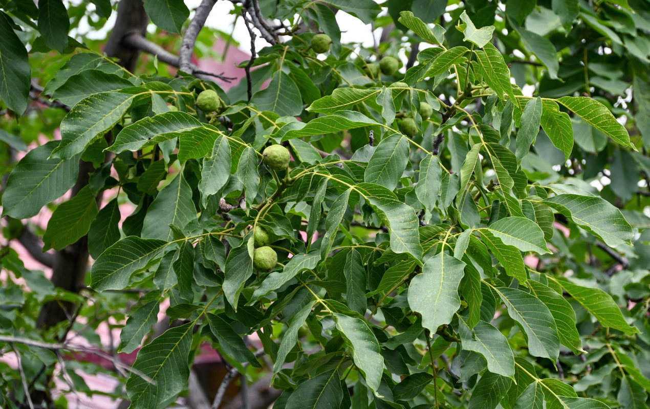 Image of Juglans regia specimen.