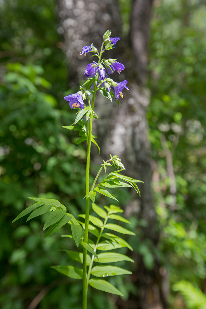 Изображение особи Polemonium caucasicum.