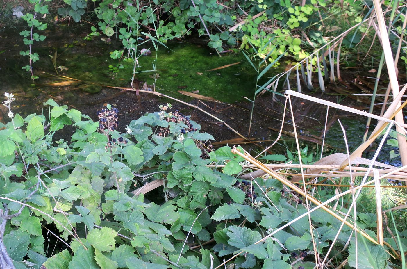 Image of genus Rubus specimen.