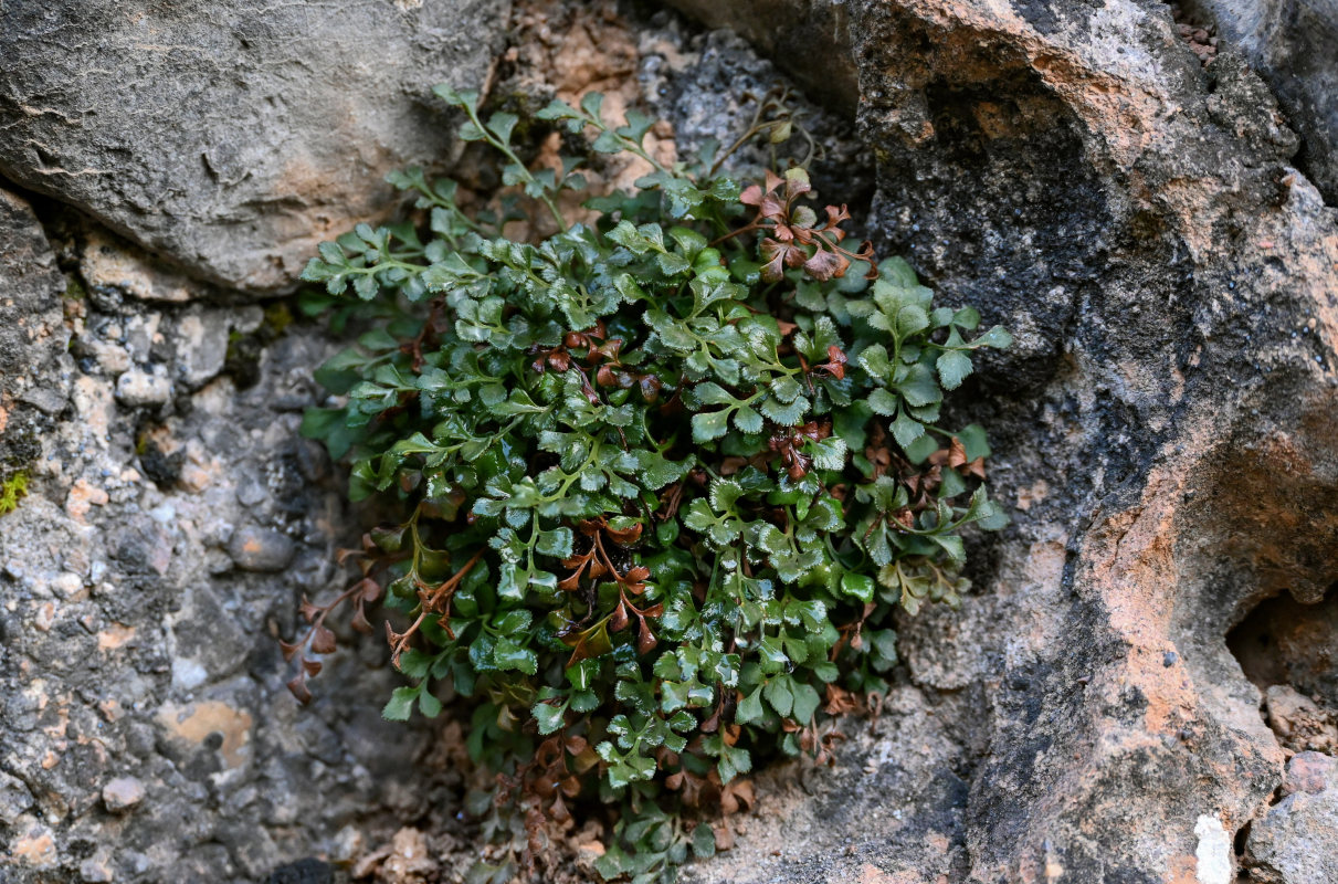 Изображение особи Asplenium ruta-muraria.