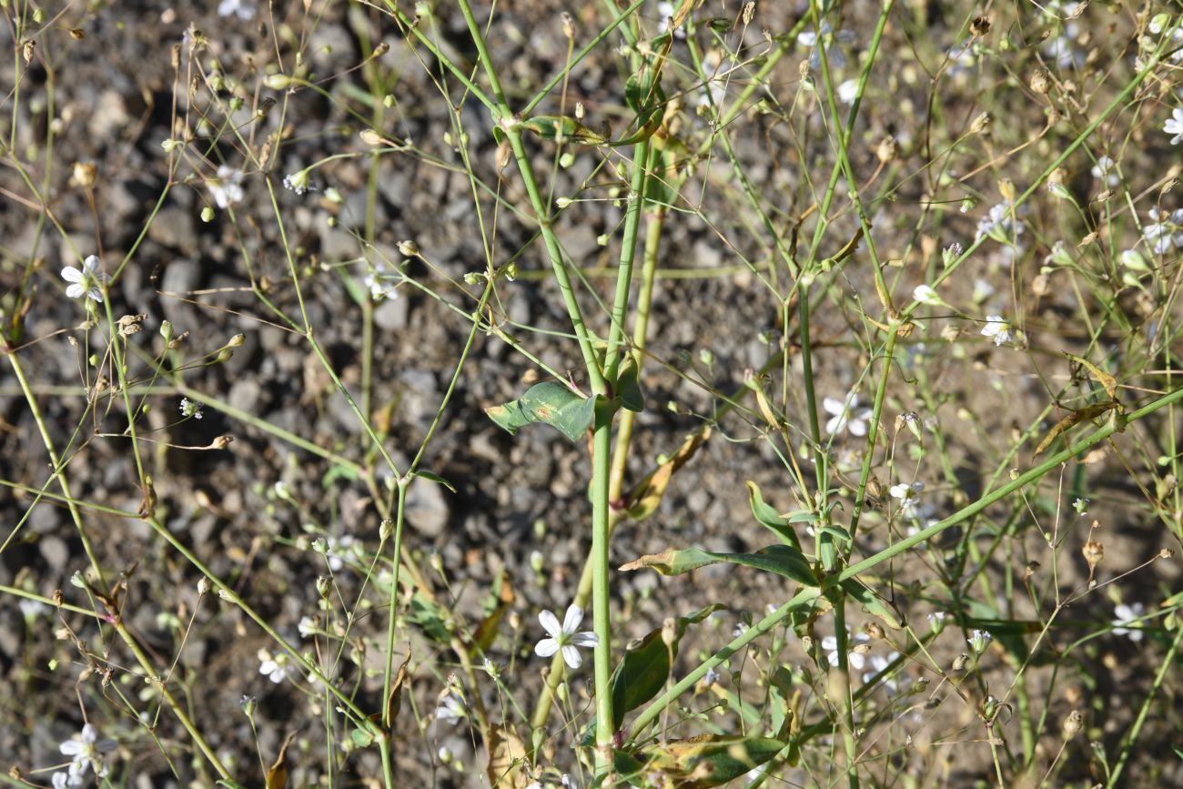 Image of Gypsophila elegans specimen.