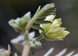 Tribulus terrestris