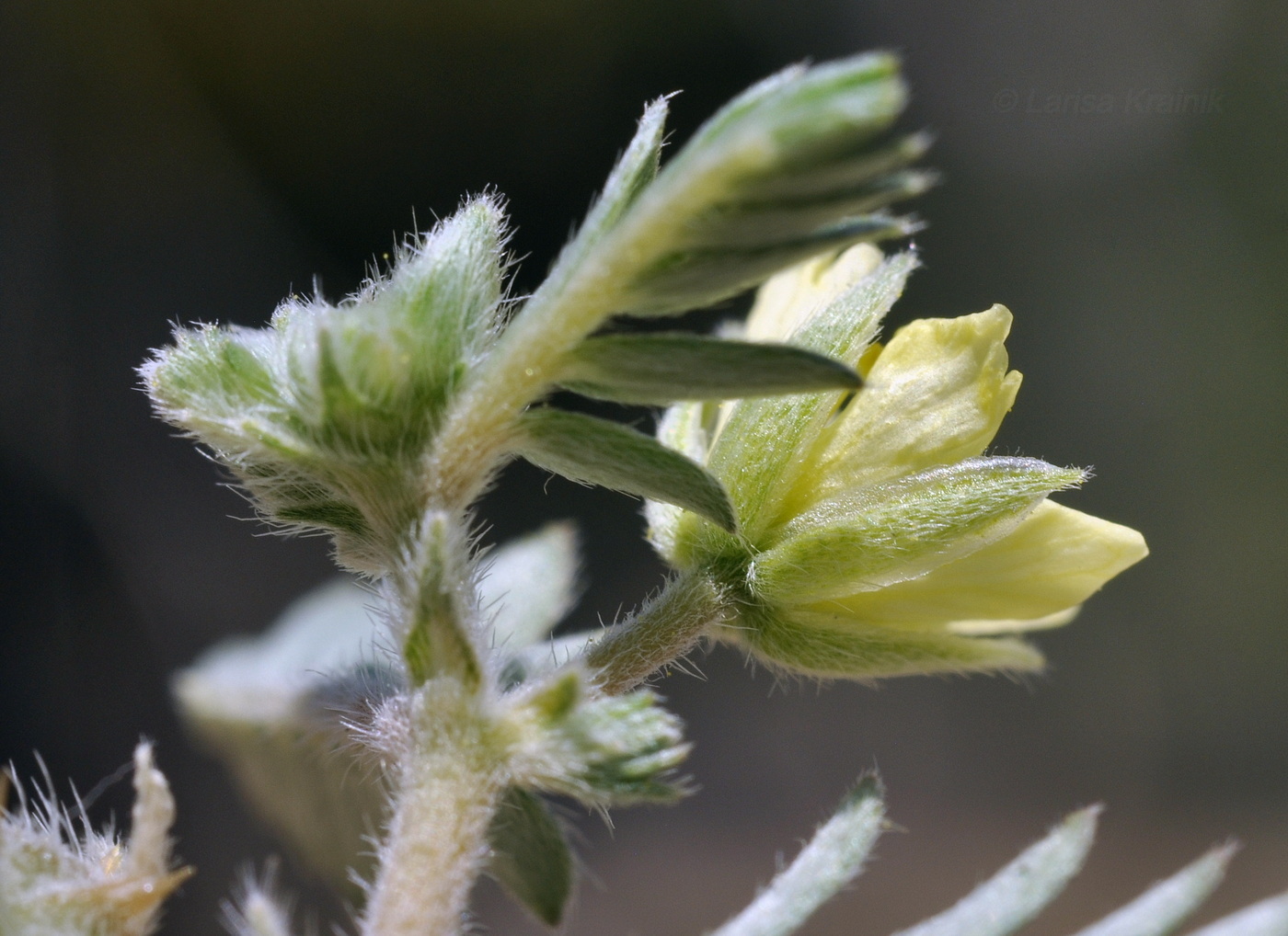 Image of Tribulus terrestris specimen.