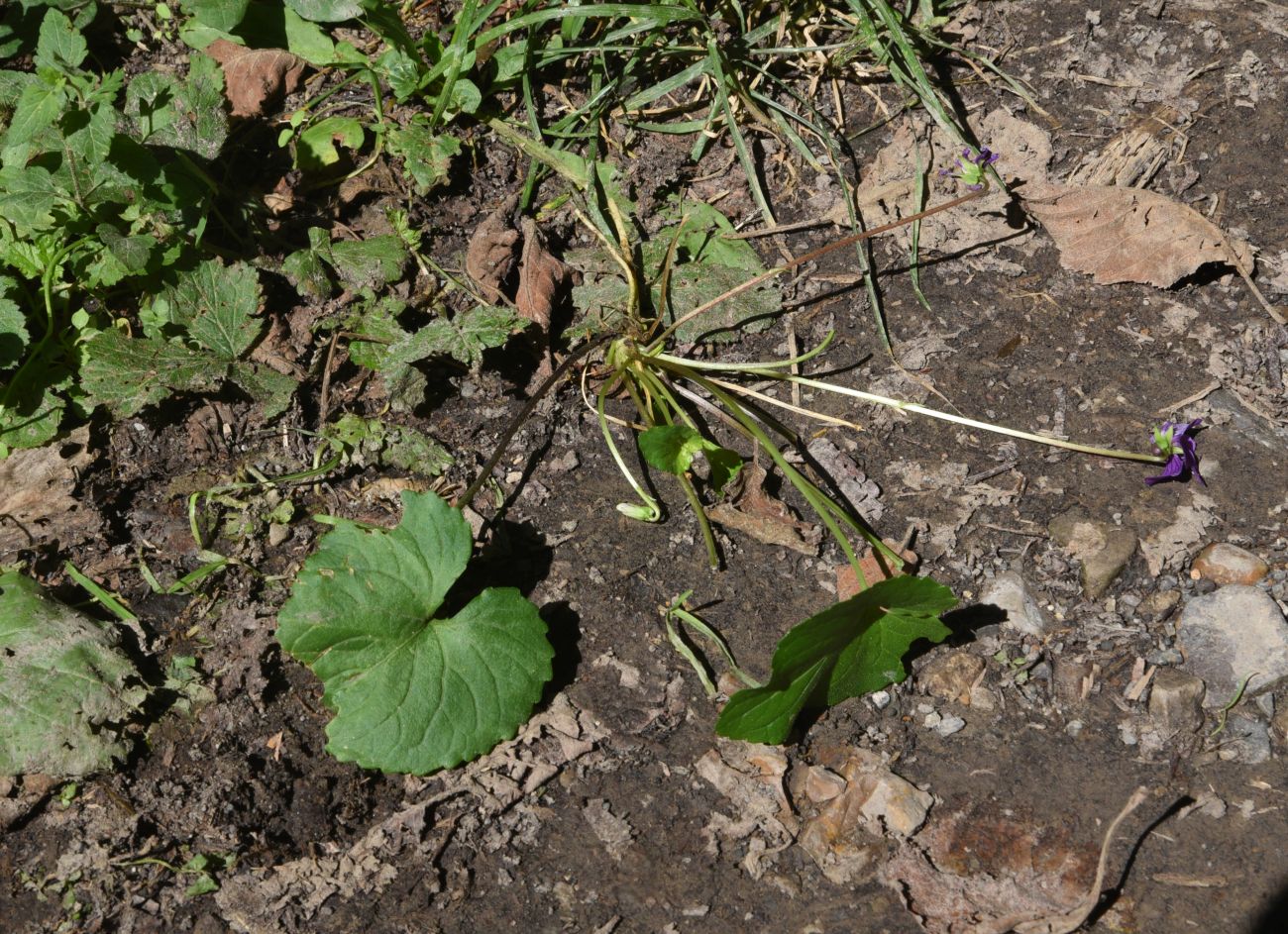 Image of genus Viola specimen.