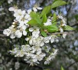 Cerasus vulgaris. Обильно цветущая ветвь. Санкт-Петербург, май.