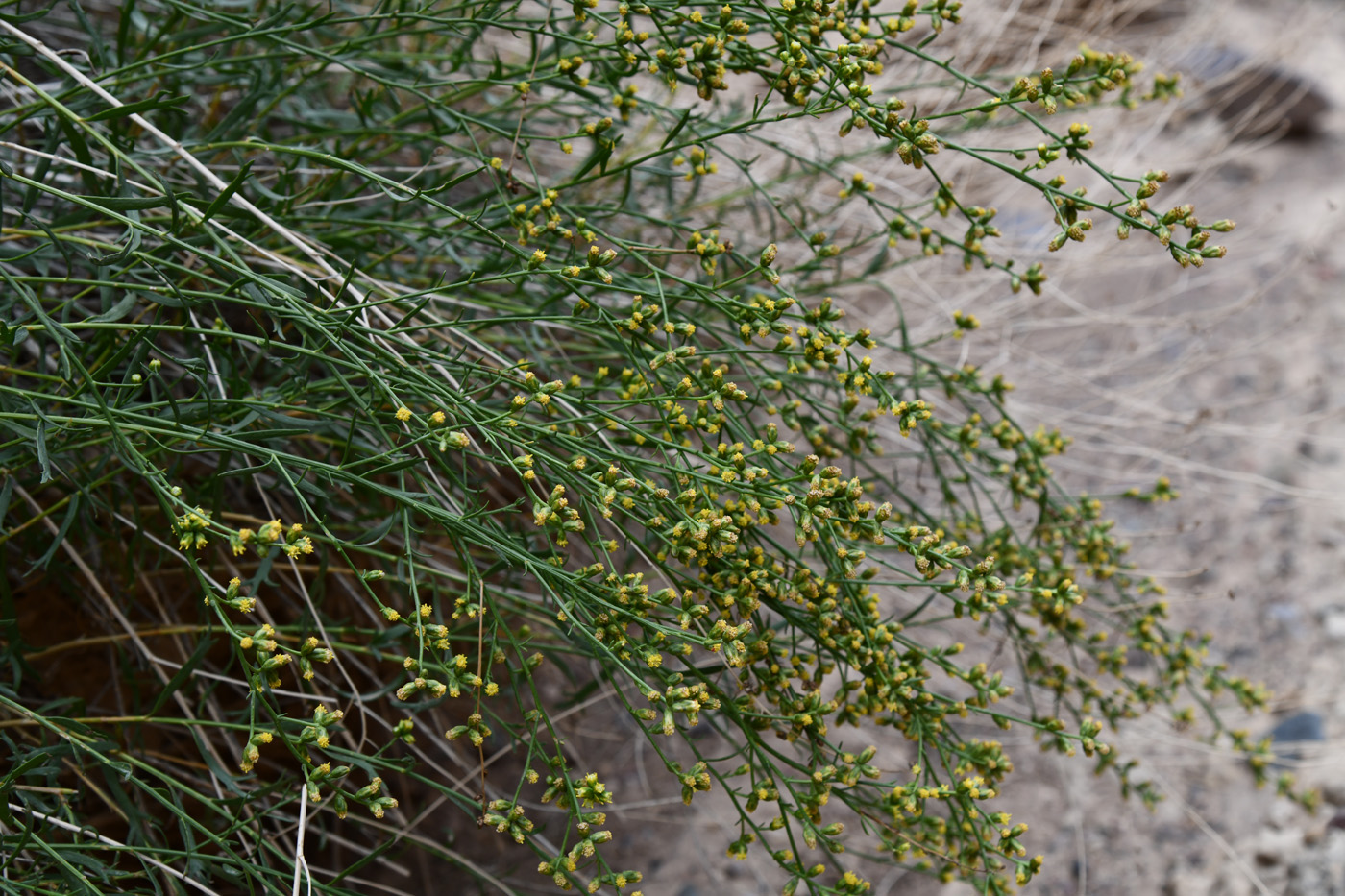 Image of Kaschgaria brachanthemoides specimen.