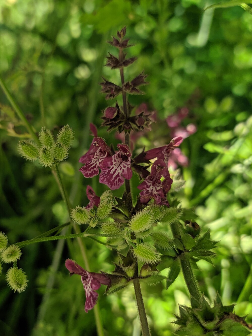 Изображение особи Stachys sylvatica.