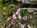 Primula vulgaris. Цветущее растение. Краснодарский край, городской округ Сочи, Адлерский р-н, окр. с. Казачий Брод, широколиственный лес, рядом с обрывом. 01.03.2024.