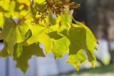 Смотреть изображение Brachychiton australis