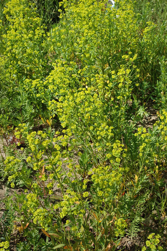 Изображение особи Euphorbia virgata.