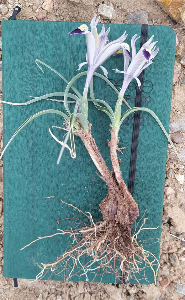 Image of Juno rodionenkoi specimen.