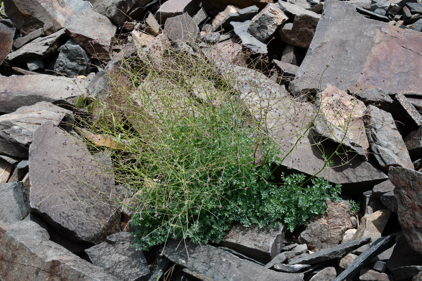 Image of Thalictrum isopyroides specimen.