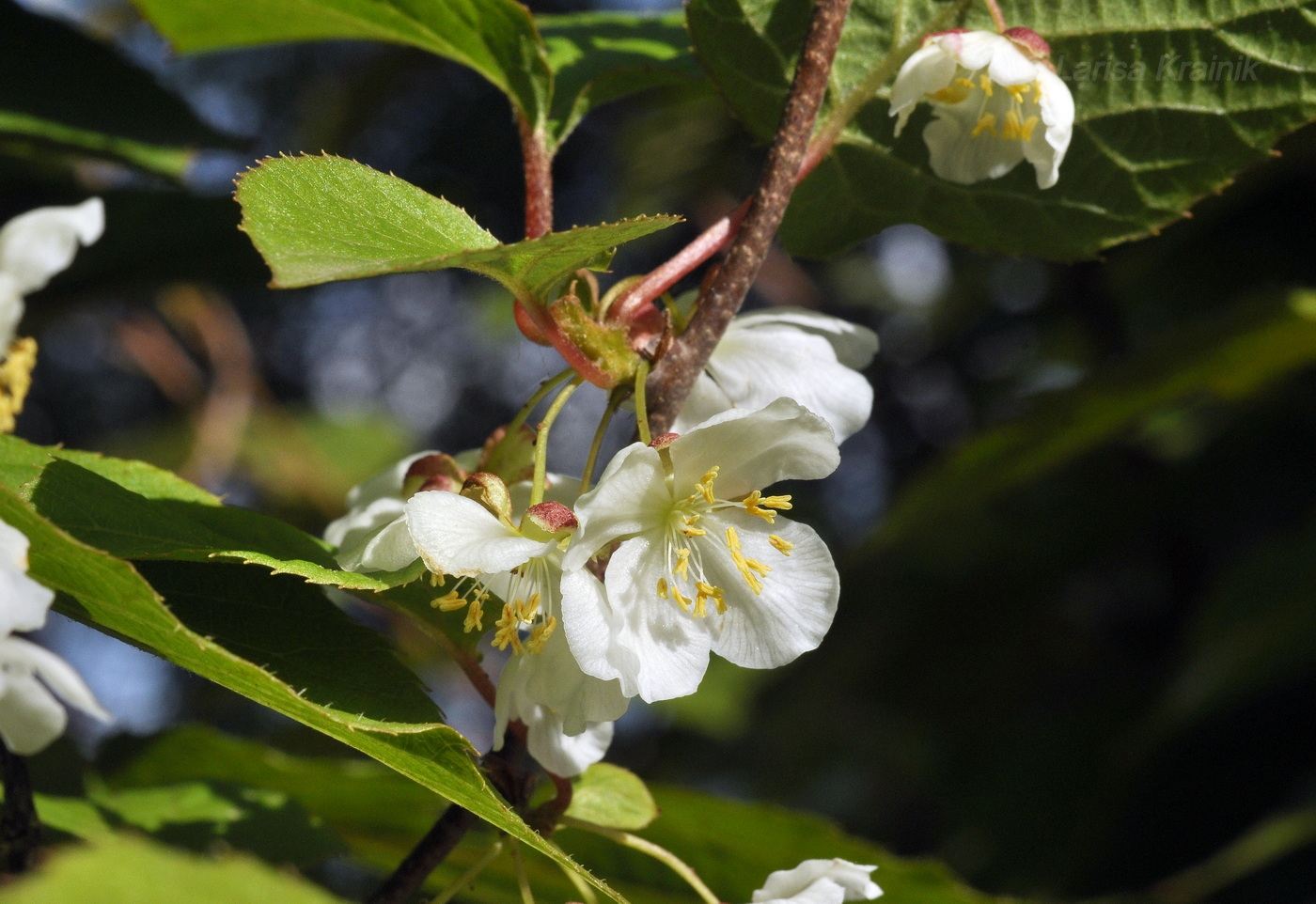 Изображение особи Actinidia kolomikta.