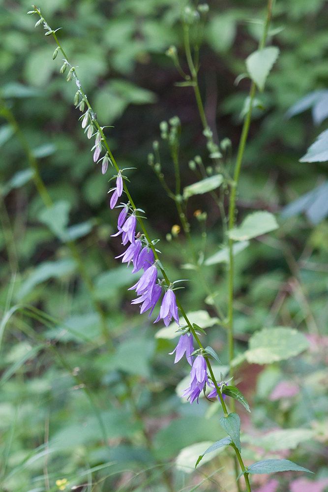 Image of Campanula rapunculoides specimen.