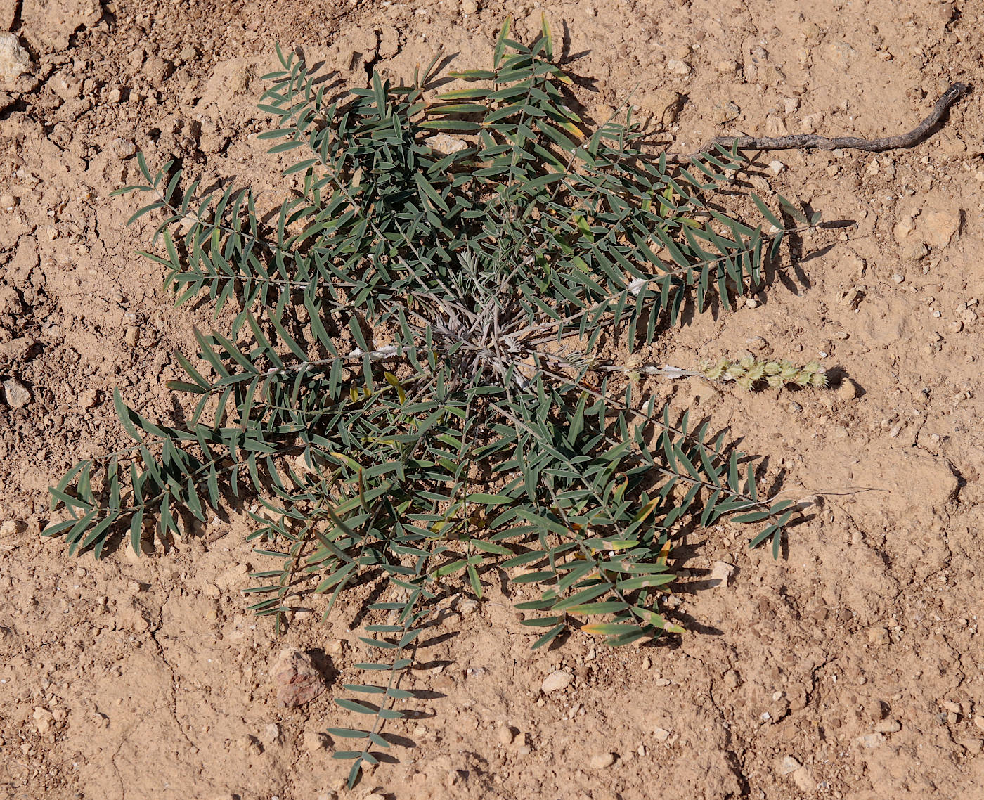 Image of Onobrychis novopokrovskii specimen.