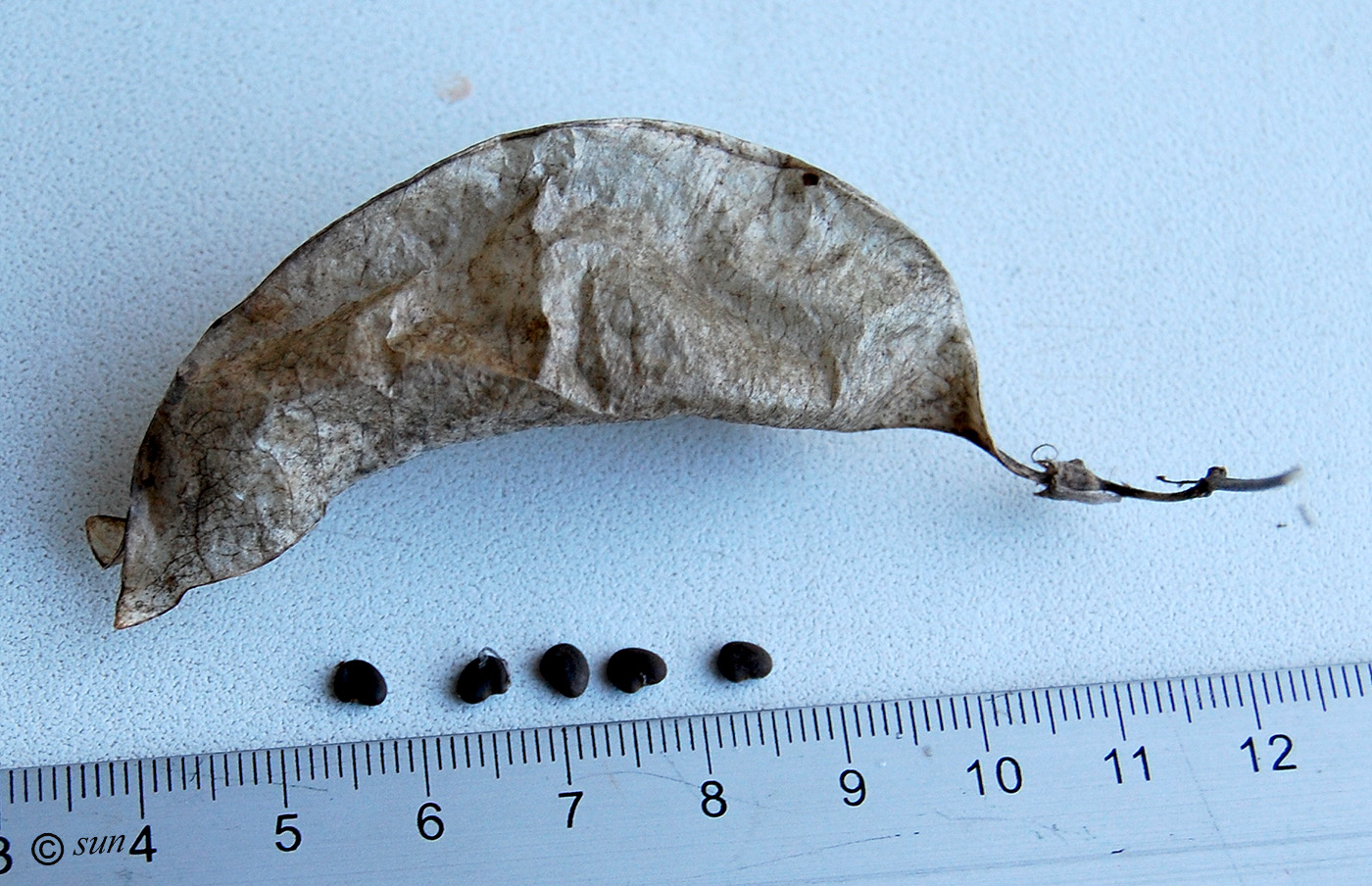 Image of Colutea arborescens specimen.