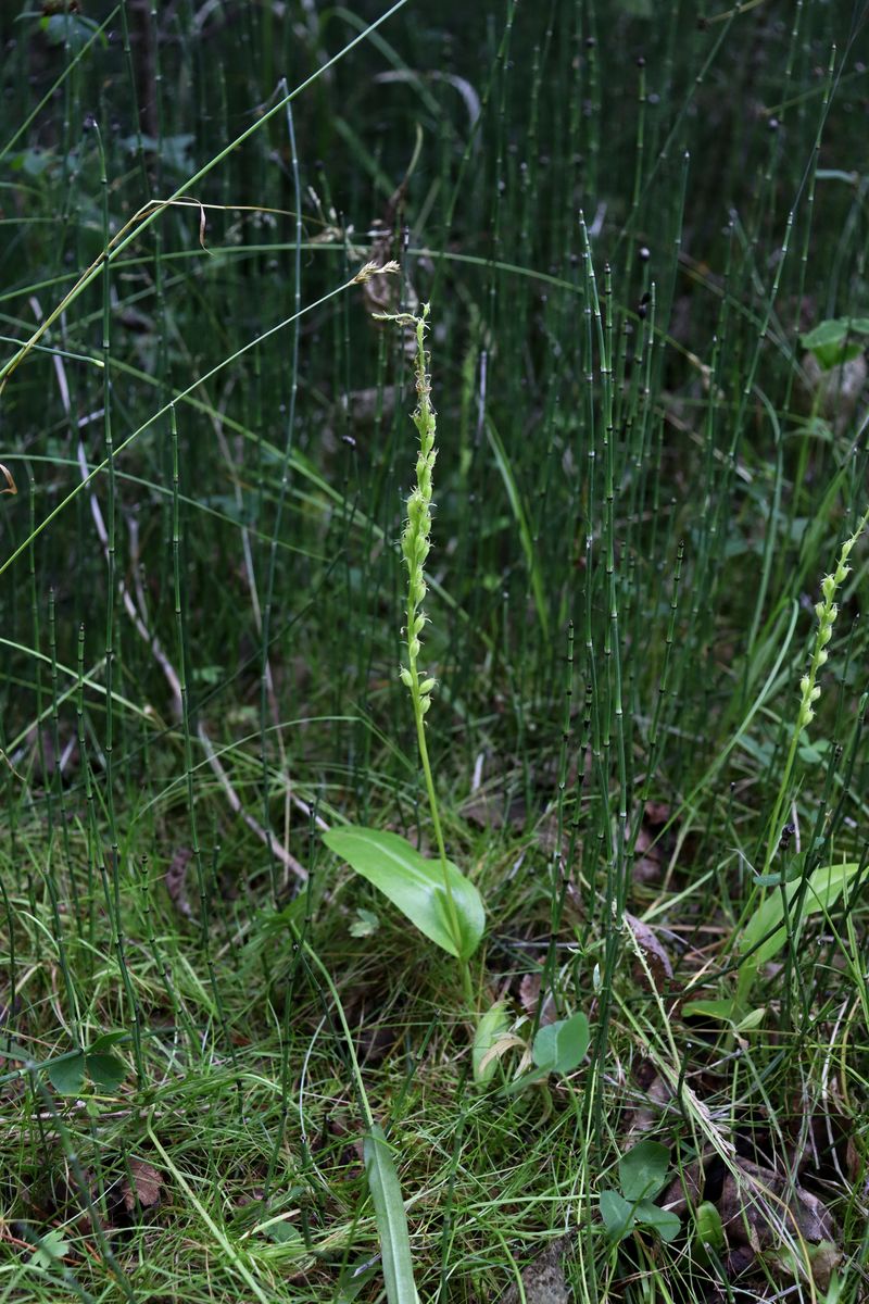 Image of Malaxis monophyllos specimen.