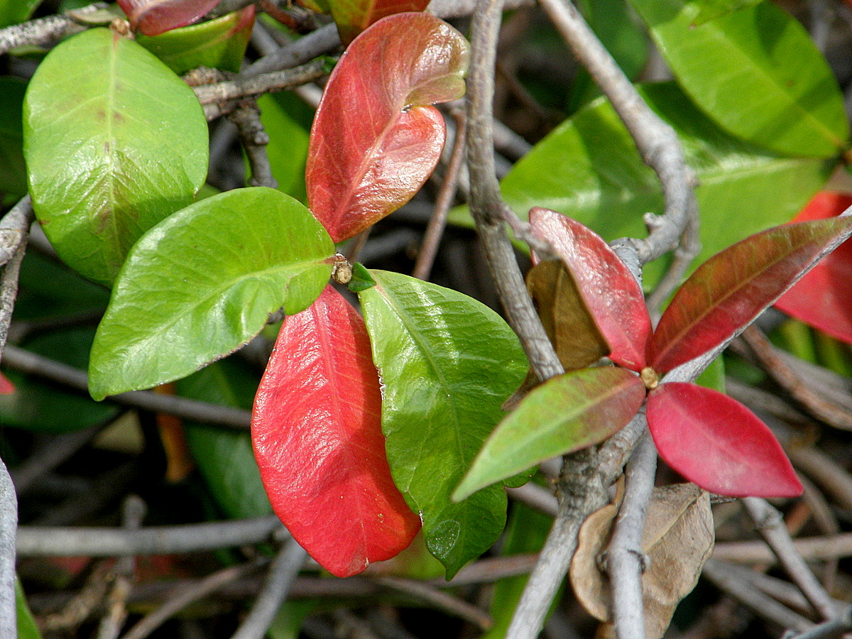 Image of Trachelospermum jasminoides specimen.