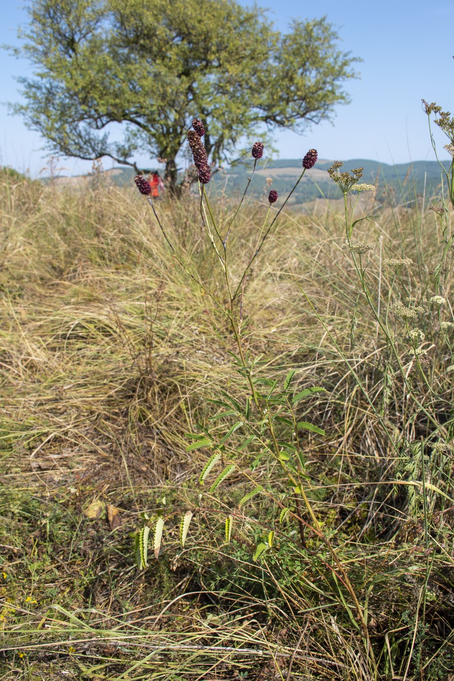 Изображение особи Sanguisorba officinalis.