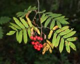 Sorbus aucuparia. Ветвь плодоносящего растения с частично отмирающими листьями. Ленинградская обл., Гатчинский р-н, заказник \"Север Мшинского болота\", еловый лес. 15 сентября 2024 г.