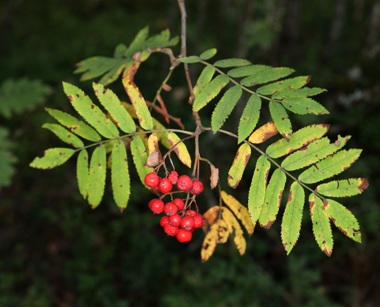 Image of Sorbus aucuparia specimen.