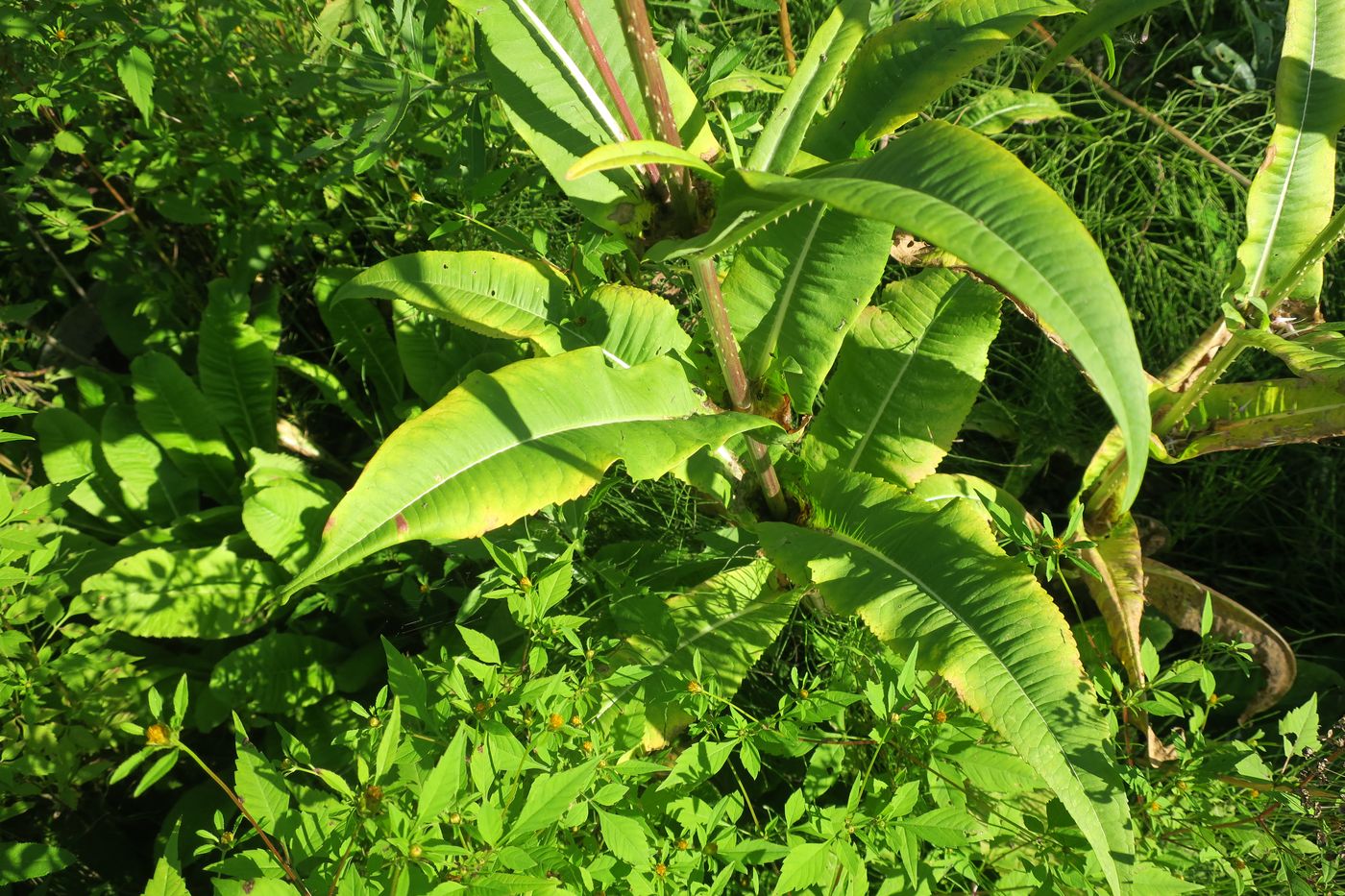 Image of Dipsacus fullonum specimen.