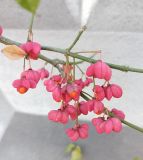 Euonymus europaeus