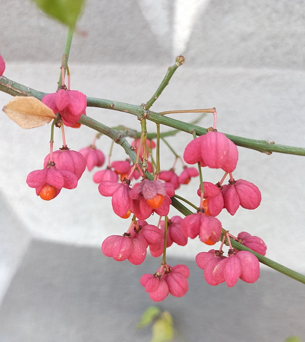 Image of Euonymus europaeus specimen.