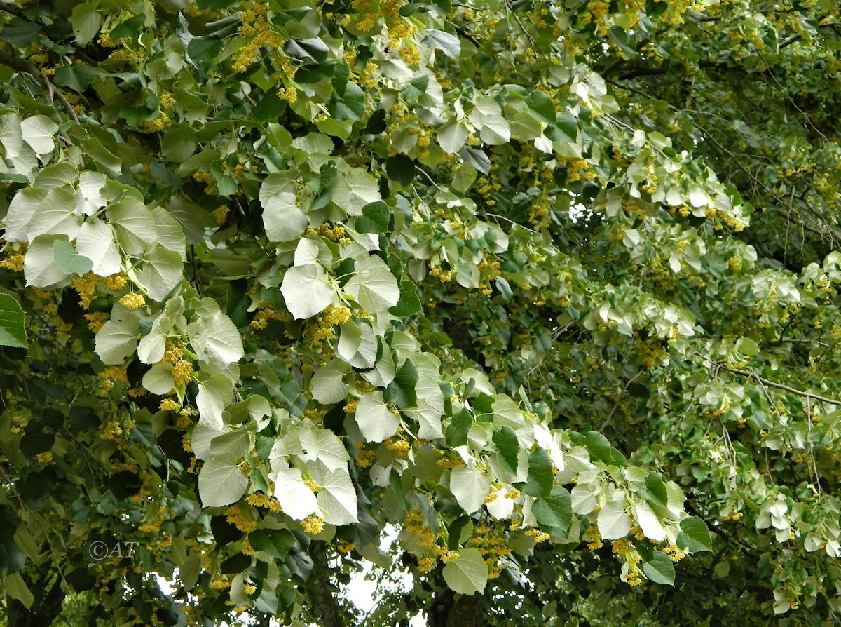 Image of genus Tilia specimen.