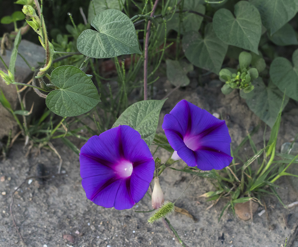 Изображение особи Ipomoea purpurea.