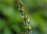 род Ornithogalum. Часть соплодия с незрелыми плодами. Московская обл., Раменский р-н, окр. дер. Хрипань, садовый участок. 12.07.2024.