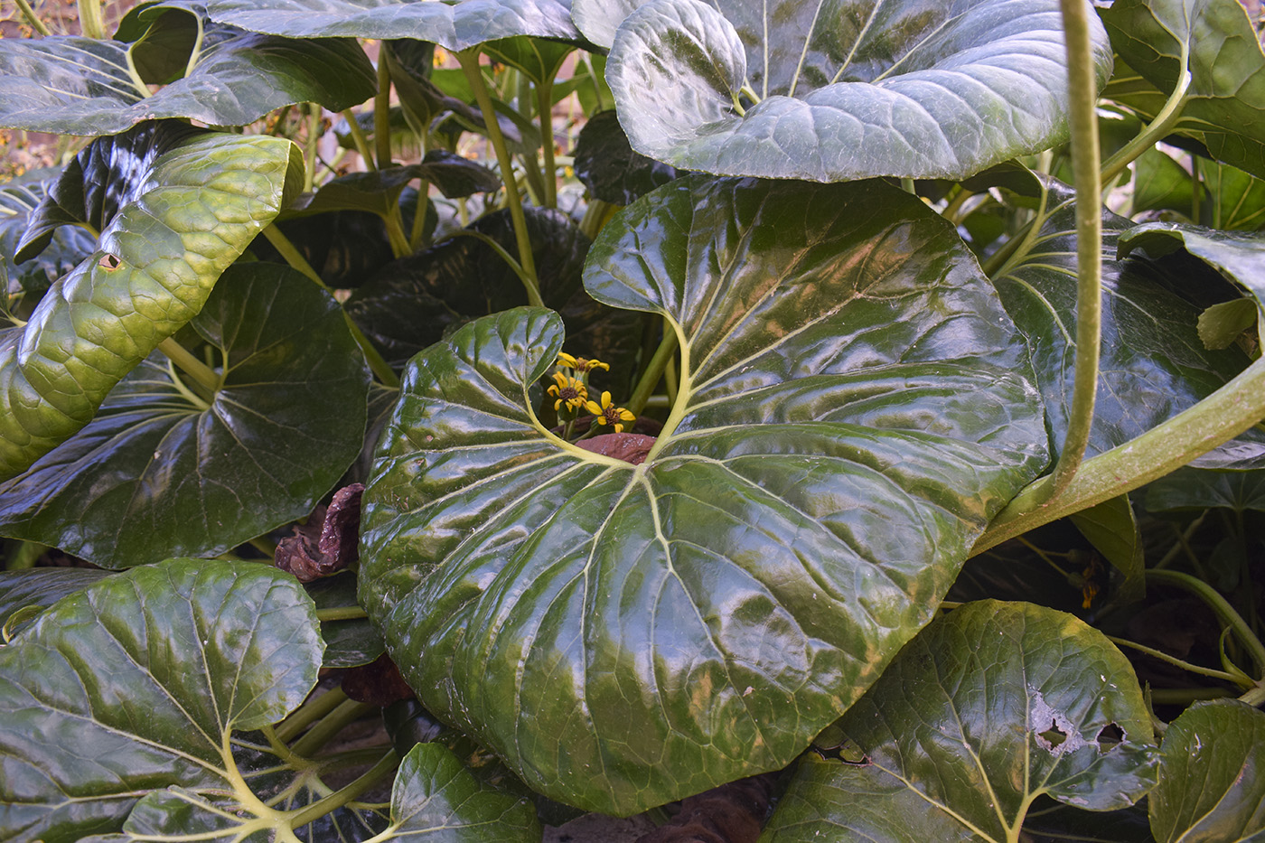 Image of Farfugium japonicum specimen.