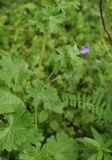 род Geranium. Верхушка цветущего растения. Чечня, Шаройский р-н, долина р. Цесиахк, рядом с домом Мансура, выс. ок. 1500 м н.у.м., луг. 28 июня 2024 г.