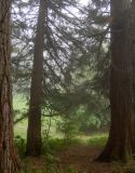 Sequoiadendron giganteum. Нижние части деревьев на краю посадок. Крым, Южный Берег, окр. Ангарского перевала, ю-в склон Чатыр-Даг, посаженная роща. 27.05.2024.