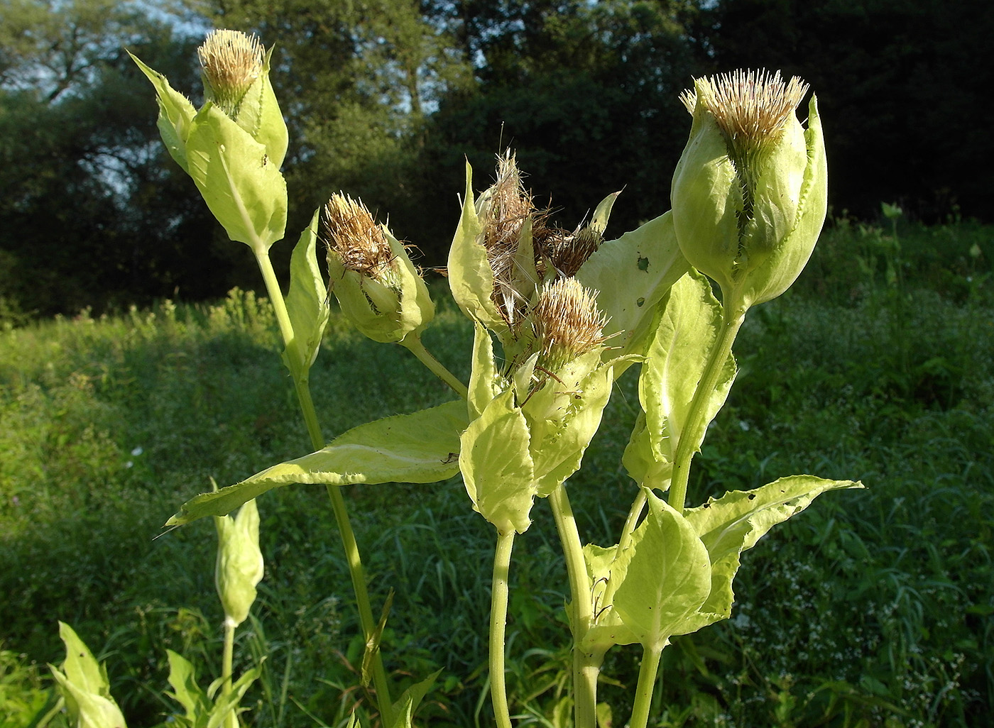 Изображение особи Cirsium oleraceum.