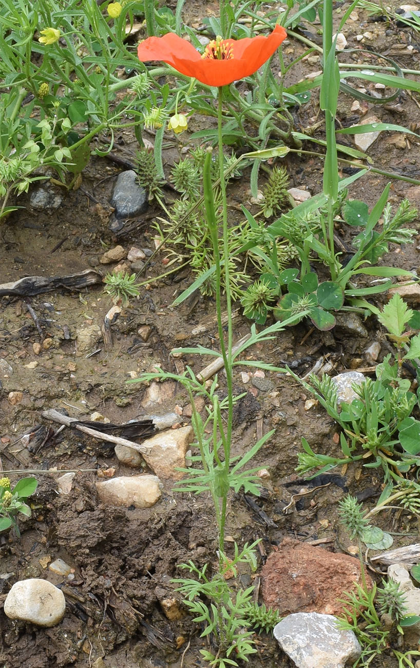 Image of Roemeria refracta specimen.