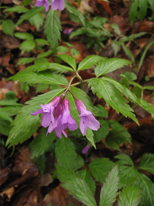 Image of Cardamine glanduligera specimen.