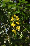 Laburnum anagyroides