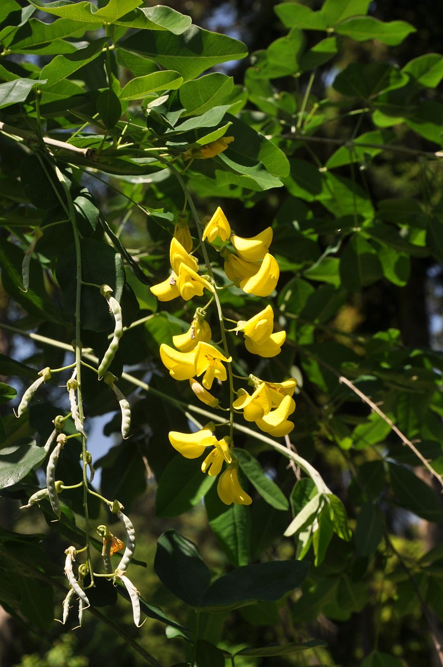 Image of Laburnum anagyroides specimen.