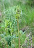 Phlomoides tuberosa. Верхушка бутонизирующего растения. Казахстан, Восточно-Казахстанская обл., Глубоковский р-н, окр. с. Кожохово, степь. 04.05.2024.