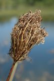 Daucus carota. Зрелое соплодие. Псковская обл., окр. дер. Изборск, Труворово городище, суходольный луг. 18.08.2024.