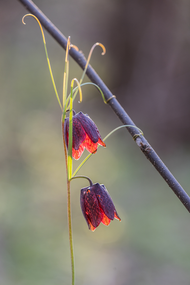 Image of Fritillaria ruthenica specimen.