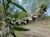 Смотреть изображение Salix gracilistyla