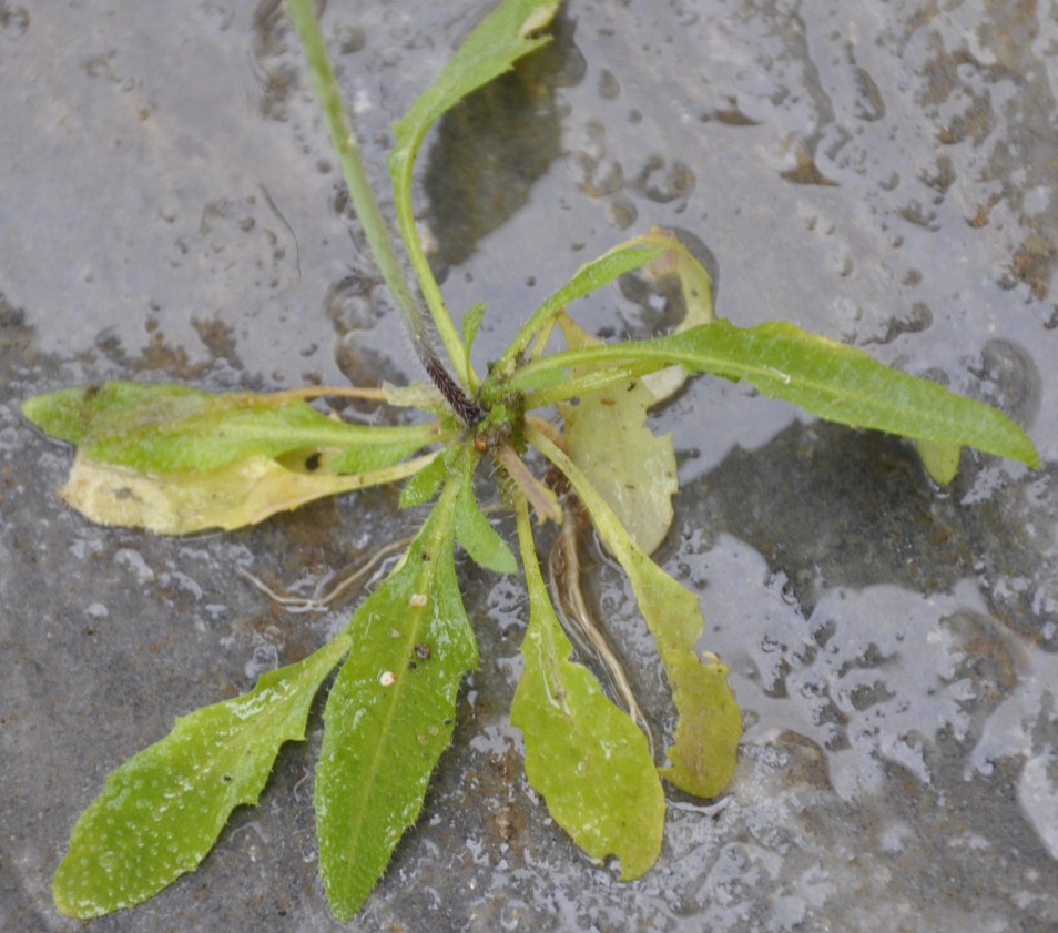 Изображение особи Arabidopsis thaliana.