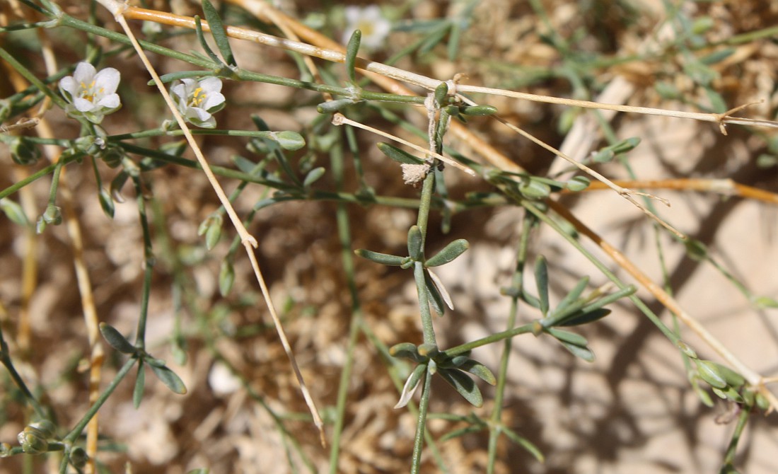 Изображение особи Polycarpaea robbairea.