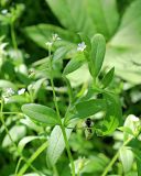 Смотреть изображение Myosotis sparsiflora