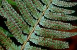 View full-size image Polystichum setiferum