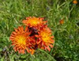 Смотреть изображение Pilosella aurantiaca