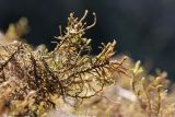 View full-size image Abietinella abietina